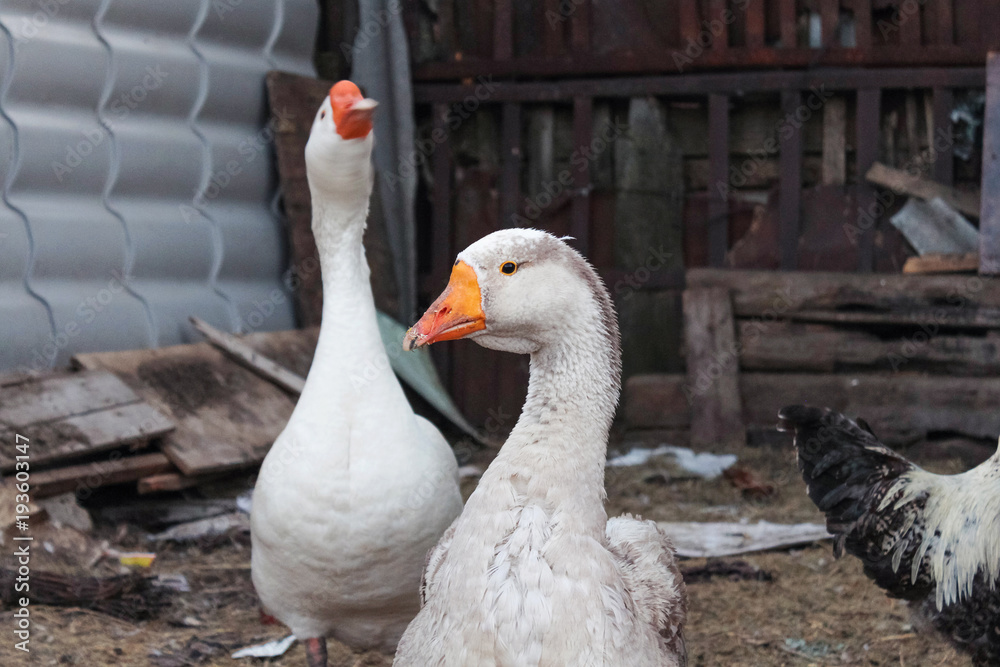 Goose family. Conversation of two white goose on a bird farm Goose family. Conversation of two white goose on a bird farm