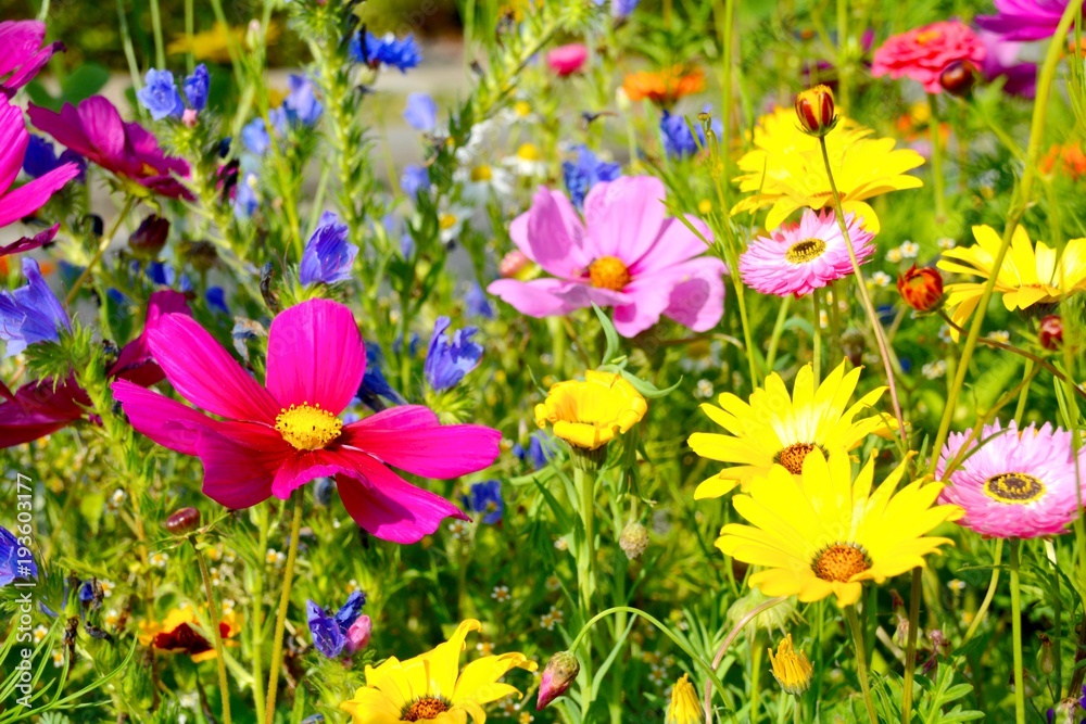 Grußkarte - bunte Blumenwiese - Sommerblumen Stock Photo | Adobe Stock