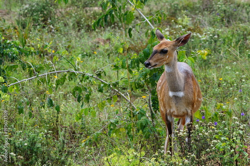 Schirrantilope in den Shimba Hills in Kenia photo
