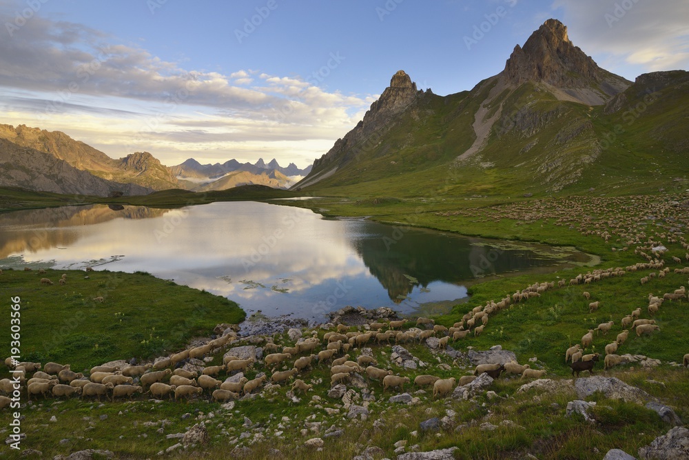Flock of sheep around the Cerces lake in the Savoy mountains, France