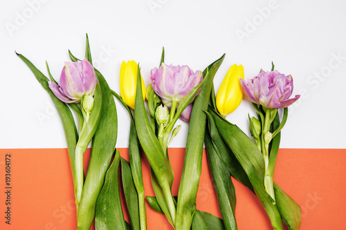 colored tulips on different backgrounds