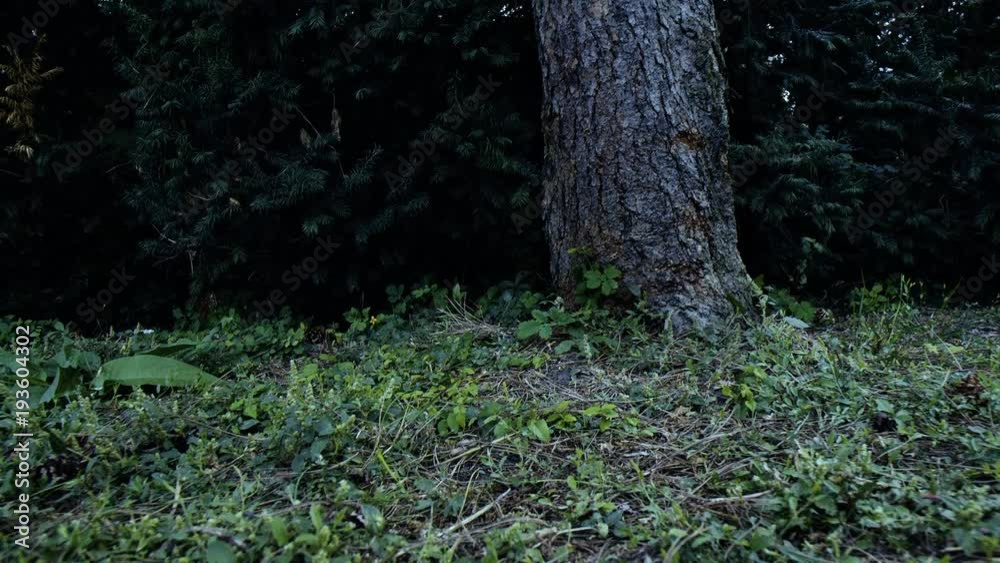 Flying in the forest above the ground.Magnificent shots in 4k resolution in the forest. Color diversity and beauty of the spring forest in slow motion Flying in the forest above the ground.Magnificent shots in 4k resolution in the forest. Color diversity and beauty of the spring forest in slow motion