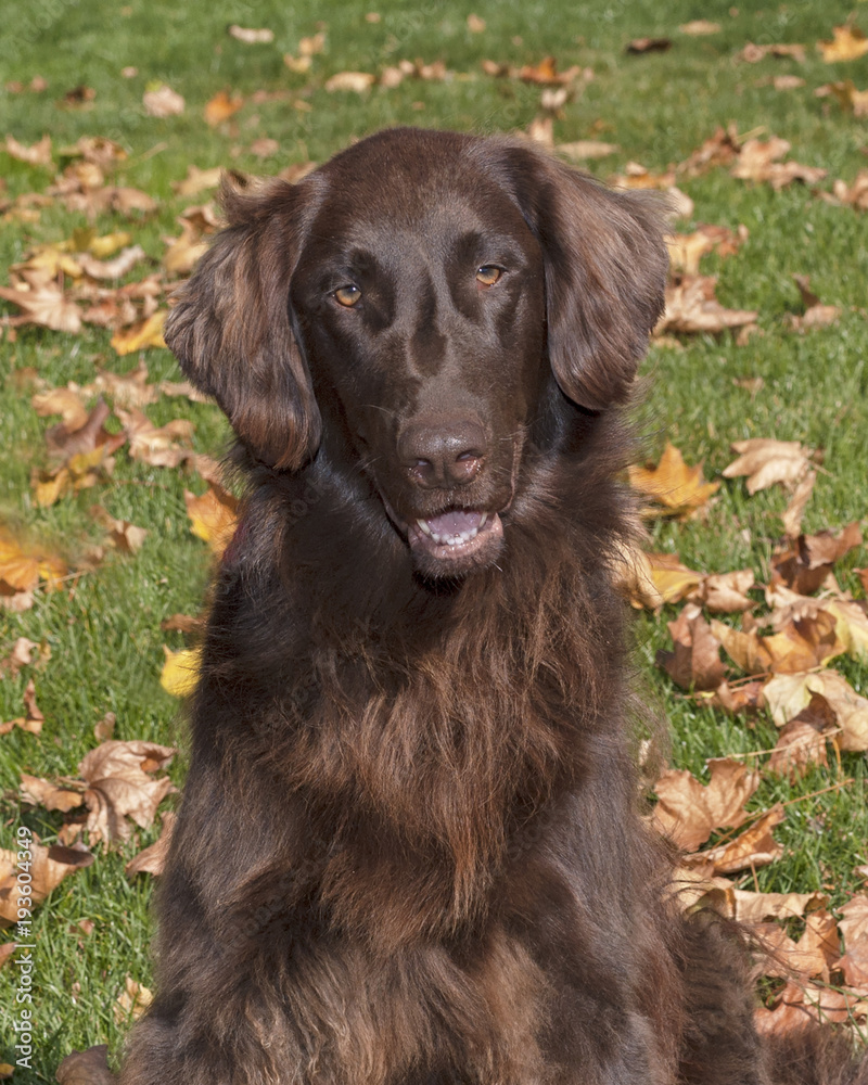 potrait of a beautiful brown flat coated retriever on a lawn with fall leaves potrait of a beautiful brown flat coated retriever on a lawn with fall leaves