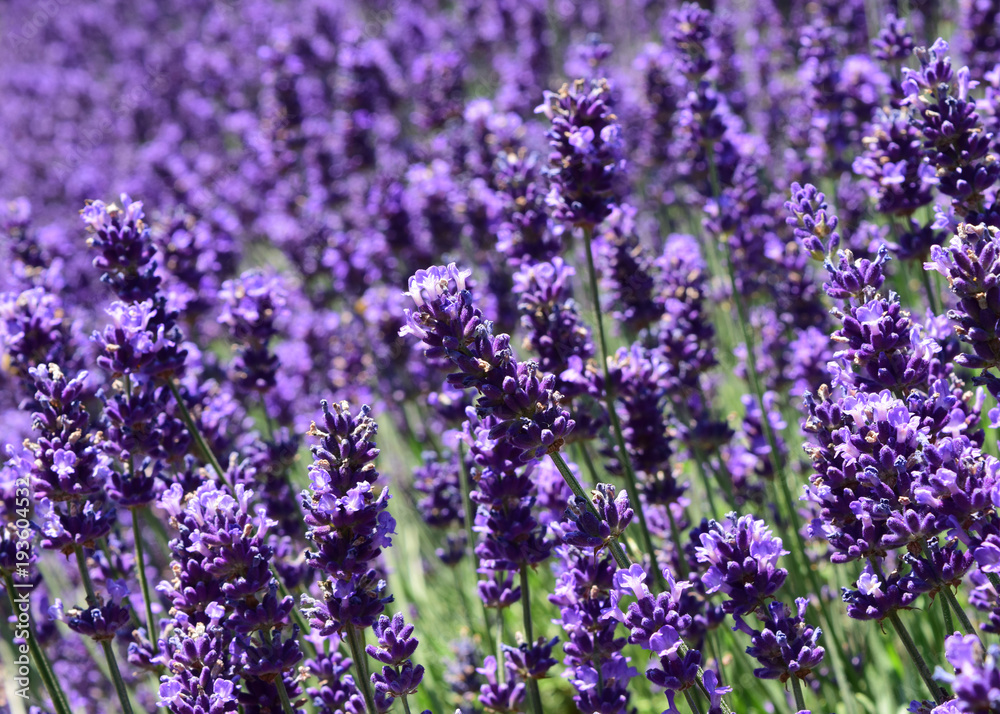 Obraz premium Lavender