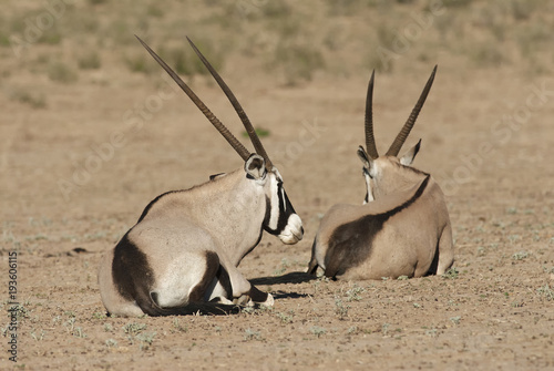 Gemsbok, Oryx gazella, Kgalagadi Transfrontier Park, Kalahari desert, South Africa