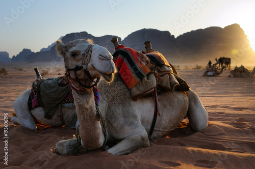Resting camel / Camels are having rest during the sunset, Wadi Rum, Jordan