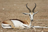 Springbok, Antidorcas marsupialis, Kgalagadi Transfrontier Park, Kalahari desert, South Africa