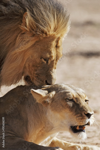 Kalahari Lion  Panthera leo  Kgalagadi Transfrontier Park  Kalahari desert  South Africa