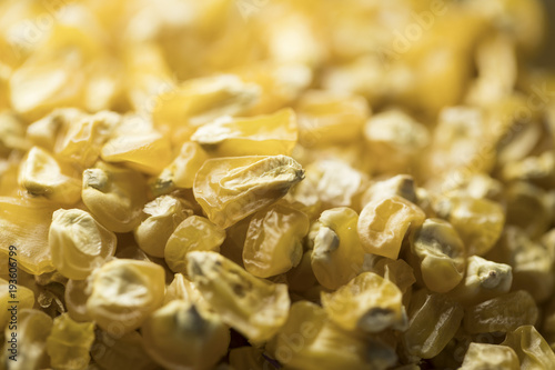 Dried corn seeds