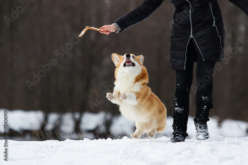 dog welsh corgi in winter
