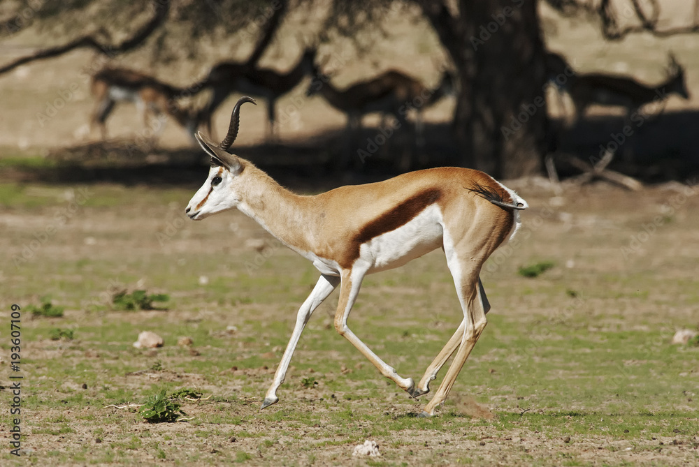 Springbok, Antidorcas marsupialis, Kgalagadi Transfrontier Park, Kalahari desert, South Africa Springbok, Antidorcas marsupialis, Kgalagadi Transfrontier Park, Kalahari desert, South Africa