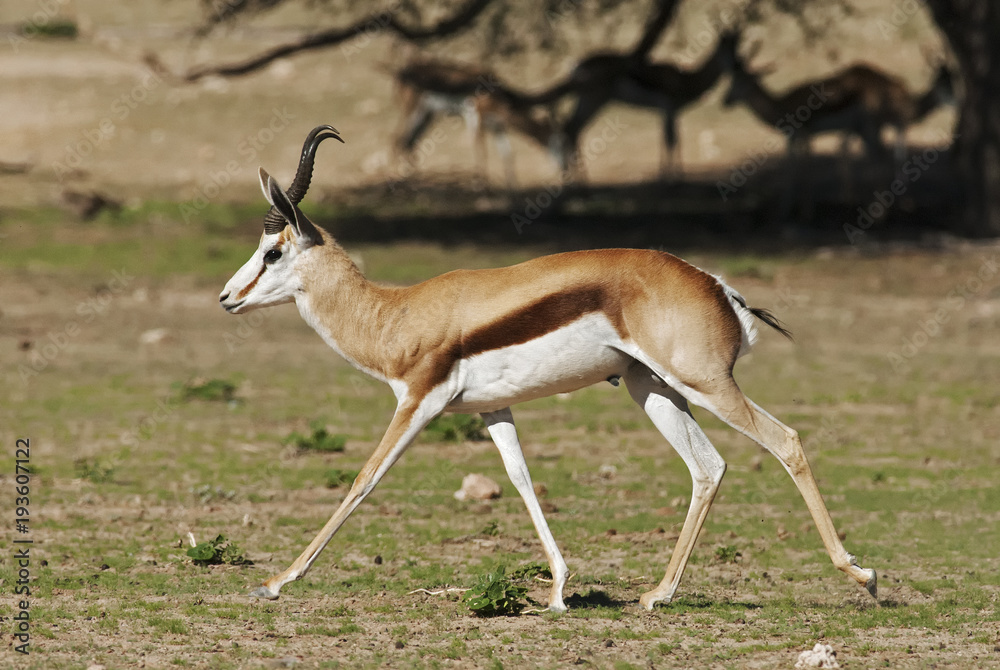 Springbok, Antidorcas marsupialis, Kgalagadi Transfrontier Park, Kalahari desert, South Africa Springbok, Antidorcas marsupialis, Kgalagadi Transfrontier Park, Kalahari desert, South Africa