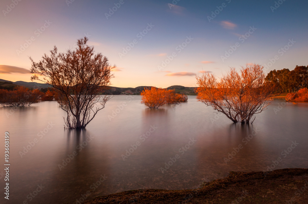 Growing Trees in Lake in Andalusia Spain at Sunset