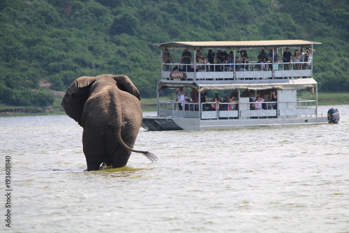 Photography Elephant, Queen Elizabeth National Park, Uganda