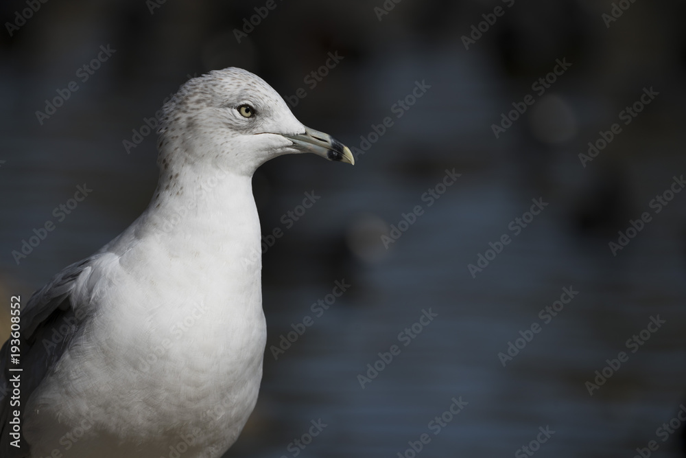 Ring-Billed Gull on the Shore, Closeup, Blurred Water Behind Ring-Billed Gull on the Shore, Closeup, Blurred Water Behind