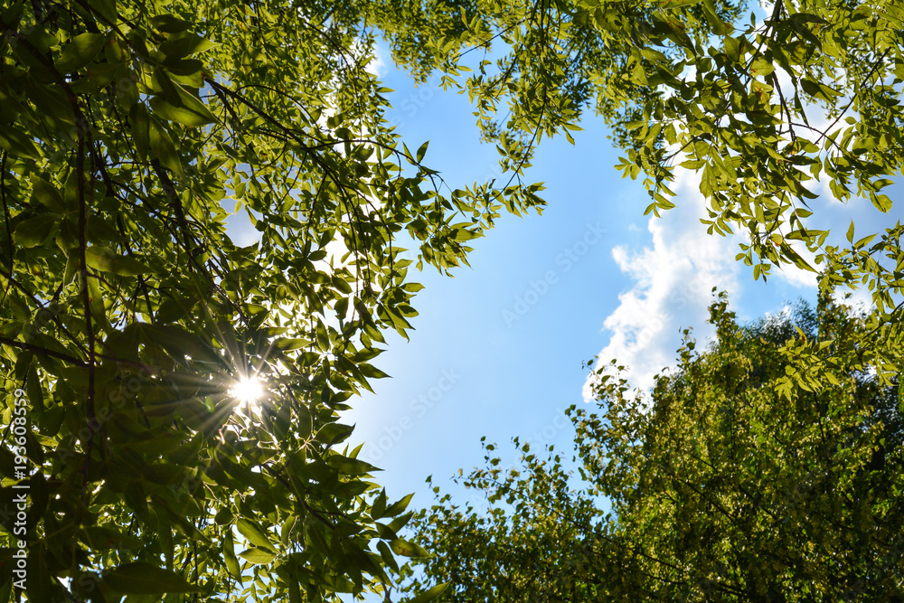 Fototapeta premium beauty spring time, tree with green leaf and blue sky background
