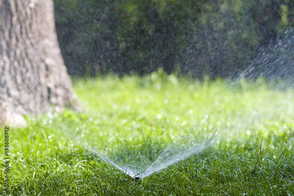 Lawn water sprinkler spraying water over grass in garden on a hot summer day. Automatic watering lawns. Gardening and environment concept. - obrazy, fototapety, plakaty 