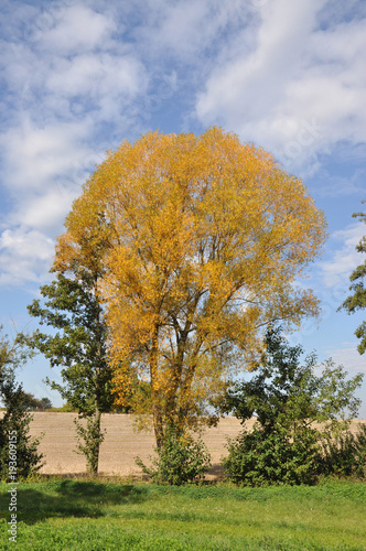 Bäume im Herbst