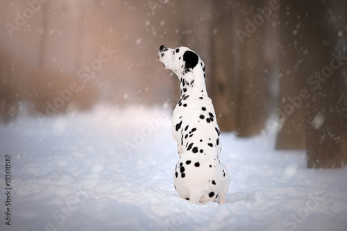 dog on winter background