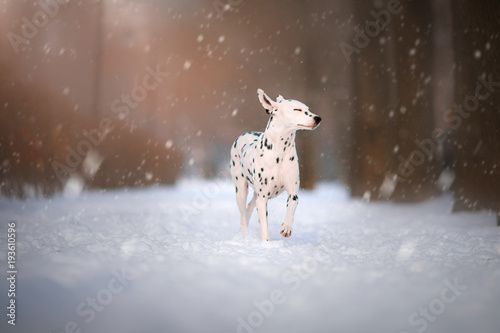 dog on winter background