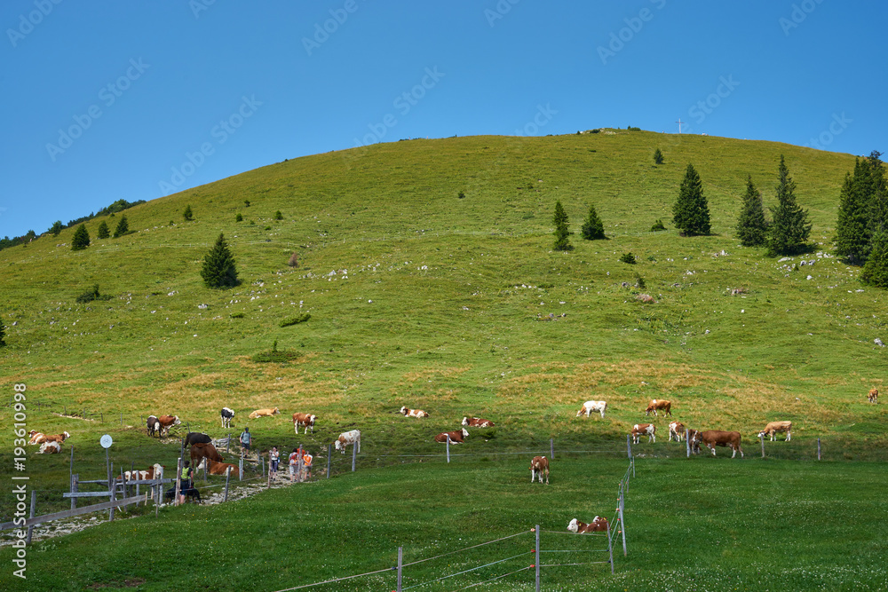 dairy farm with cows in the bavarian alpes mountains with peak and deep blue sky