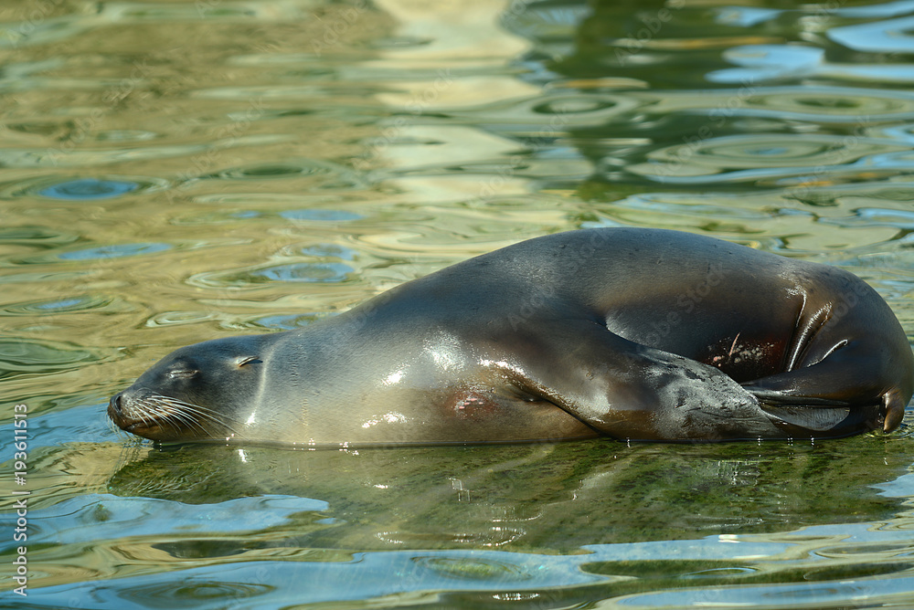 Fototapeta premium Seehund am Wasser