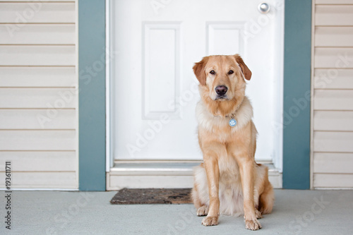 Golden Retriever at front door