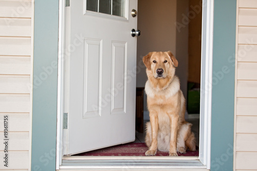 Golden Retriever at front door