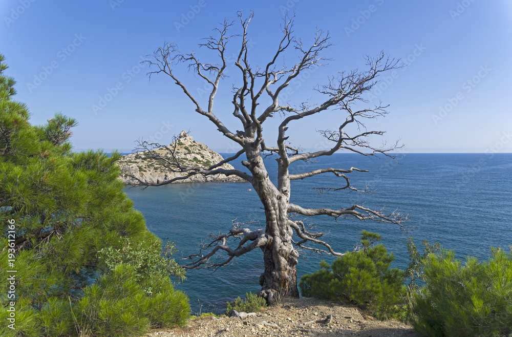 The dried relic pine on the sea shore. The dried relic pine on the sea shore.