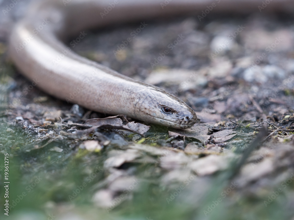 slow-worm blindworm close-up eye slow-worm blindworm close-up eye