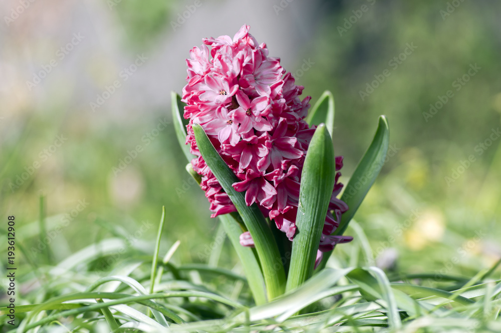 Obraz premium Hyacinthus, dark pink hyacinths plant, bulbous spring flower in bloom in the garden