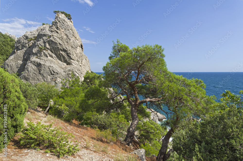 Forest of relict pines and junipers on a steep seashore.