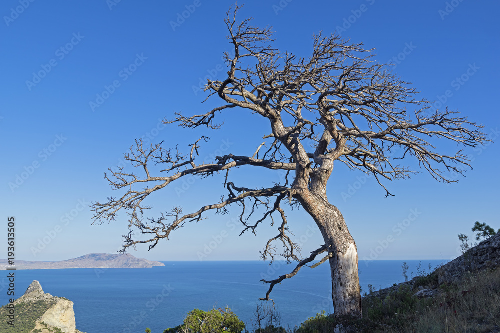 Dead relic pine on a mountain slope against a cloudless sky.
