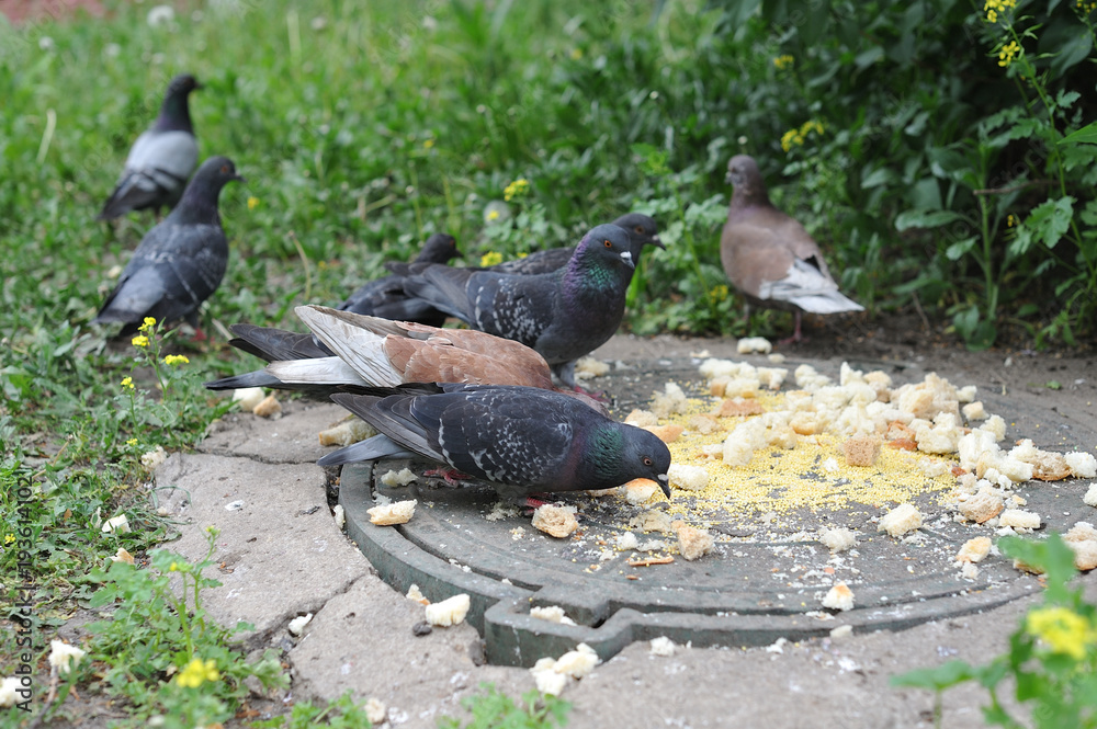Fototapeta premium Pigeons eat food, bread, which they threw people