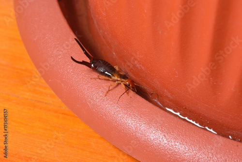 The insect earwig lived in a flower pot of the house. Tentacles on the tail