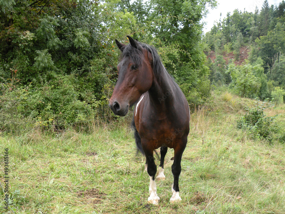 Fototapeta premium Brown horse in nature, in the green pasture with bushes and trees.Portrait of a horse