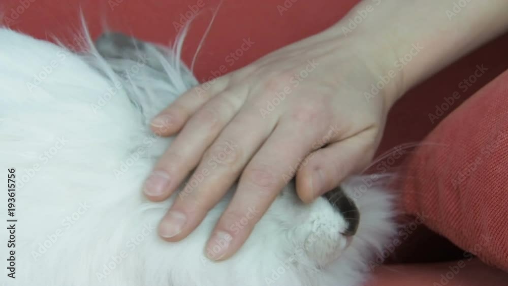 A beautiful fluffy rabbit. Easter bunny stroked. A beautiful fluffy rabbit. Easter bunny stroked.