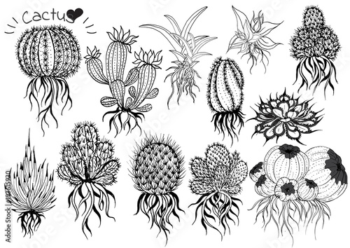 collection Hand draw cactus
