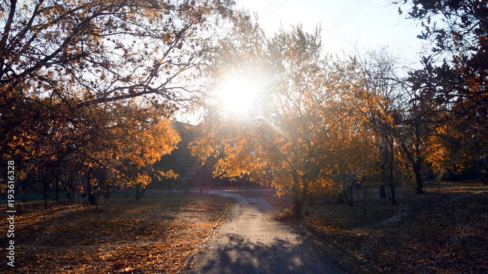 A road 
 in an autumn park in the rays of the sun