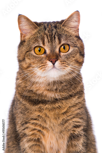 Fototapeta Naklejka Na Ścianę i Meble -  Braun getigerte Katze isoliert auf weißem Grund
