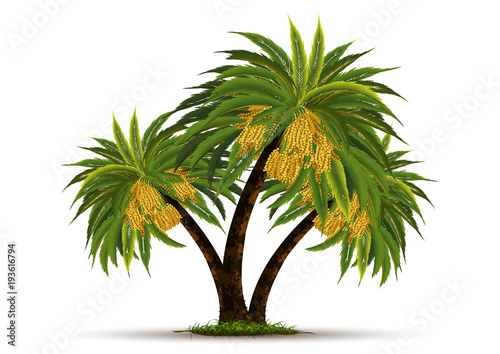 date palm on white background