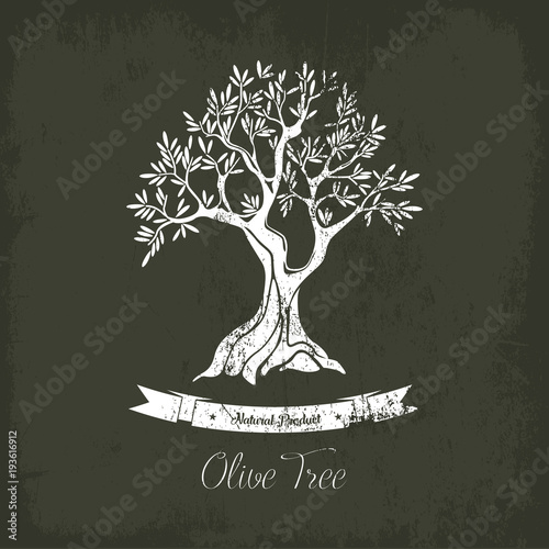 Ancient greek olive oil tree in grove