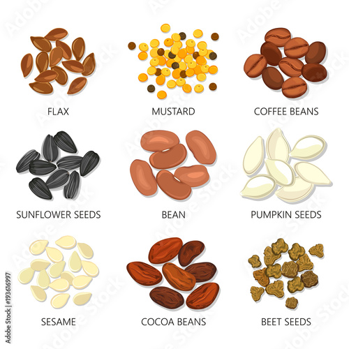 Icons of seeds and grains, beans