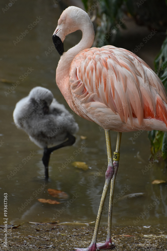 Fototapeta premium Cute pink flamingo with a baby standind in the water
