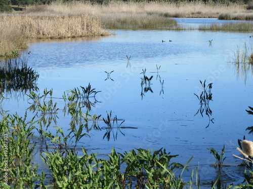 Marshland in andalucia photo