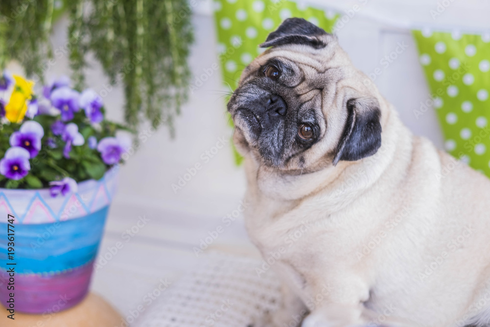 clear dog pug looking at you curiously with the head turned. Flowers and green color on the background.