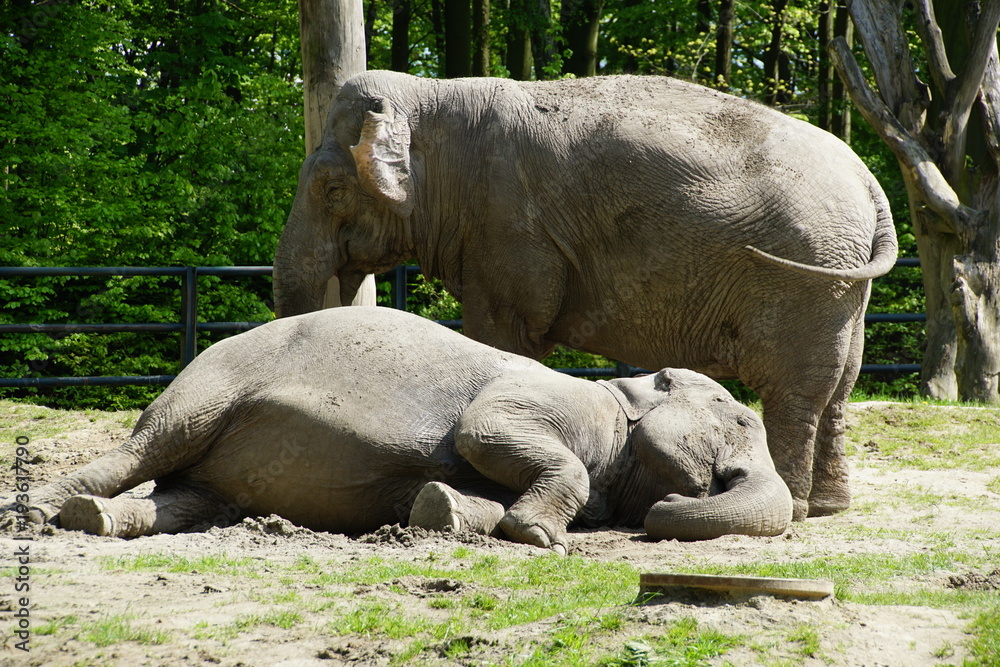 Obraz premium Słonie