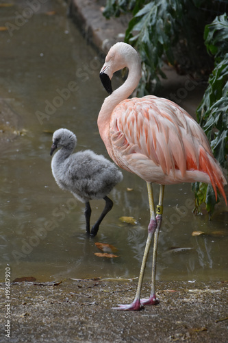 Beautiful amerian pink flamingo with stunning feathers
