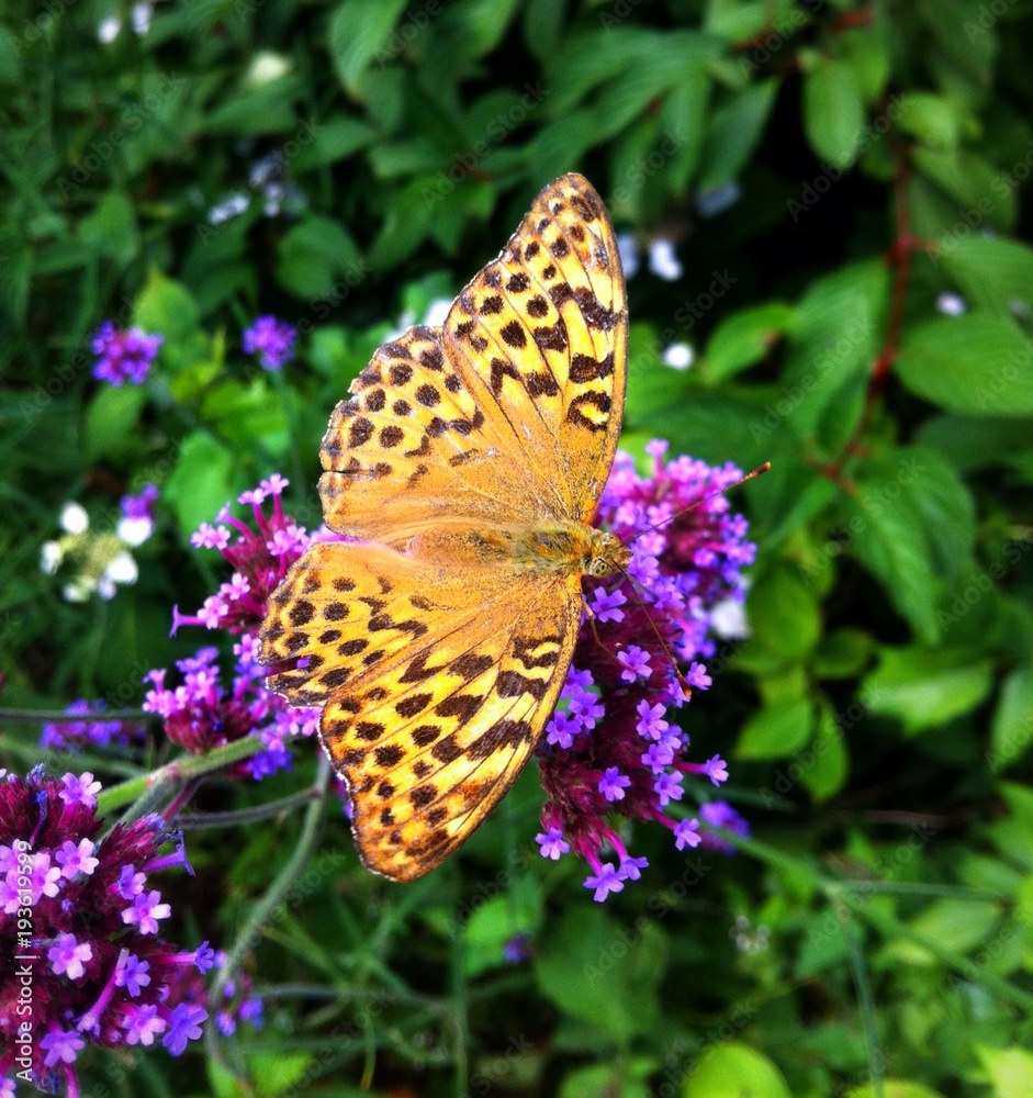 Obraz premium Beautiful Vibrant Butterfly