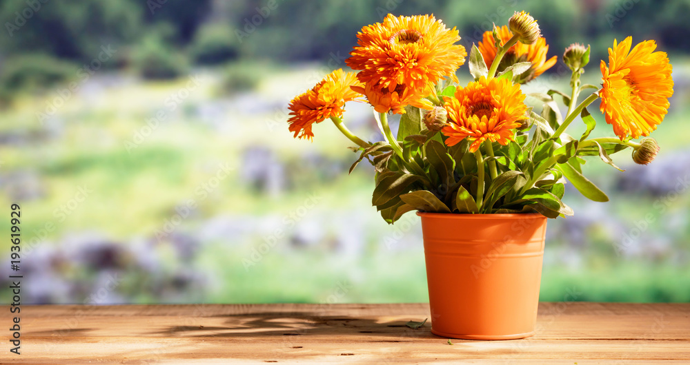 Calendula on wooden table, blur nature background, copy space, banner - obrazy, fototapety, plakaty 